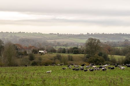 Sheep graze in a field in Yorkshire. (National Geographic/Chris Raphael)