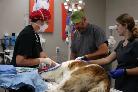 Drs. Erin and Ben Schroeder and  vet tech Laurel Driver work to treat Nellie the St. Bernard for her swollen and infected tongue. (National Geographic)