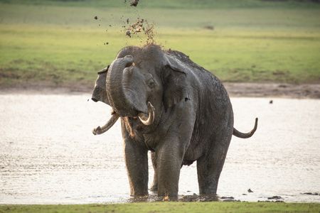 An Asian elephant in Kabini enjoys a mud bath after making a long journey through the forest. (National Geographic for Disney/Josh Helliker)
