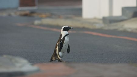 An African Penguin walking though Simons Town.  (National Geographic)