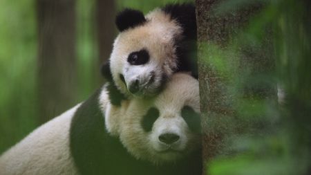 A young panda rests on its mothers head in jungle in China. (Getty Images)