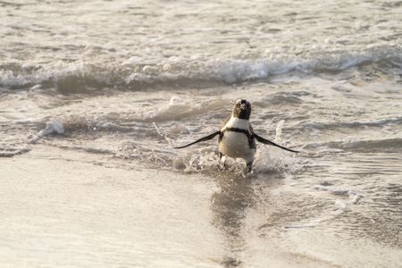 African Penguin steps out of the water, waving his wings.  (credit: National Geographic/Andres Cardona Cruz)