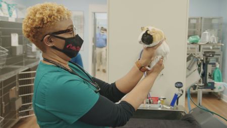Senior vet tech, Andrea Wallace, is worried about Peanut, the guinea pig, who is having bloody urine. (National Geographic for Disney)