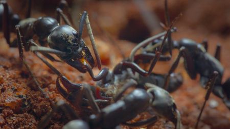 Matabele ants perform first aid on on other ants that have been injured in battle by administering antimicrobial proteins to infected wounds. (National Geographic/Adam Clarke)