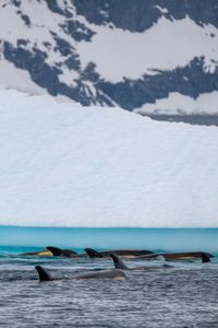 B2 type orca in the antarctic using icebergs to scratch algae from their skin. These Antarctic orca have to migrate to tropical water to molt. (National Geographic for Disney/Kenneth Perdigon)