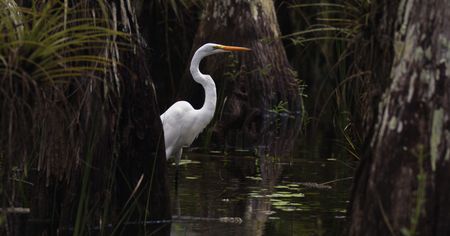 A great egret, once highly targeted by hunters for its striking white breeding feathers, now lives protected in Everglades National Park. (credit: National Geographic/Mat Goodman)