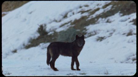 A black wolf, captured by Bob Landis in 16mm film during his first wolf documentation in Yellowstone National Park. (Landis Wildlife Films/Bob Landis)