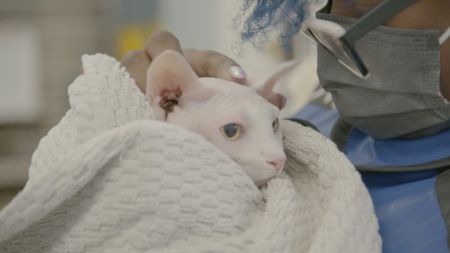 Vet tech, Arianna Hinkle, gives Chanel, the Sphynx cat, some love. (National Geographic for Disney)