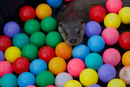 Molly plays in the ball pit. (National Geographic/Johnny Rolt)