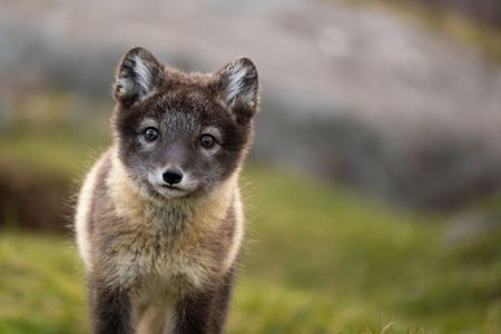 An arctic fox cub standing and looking directly at the camera. (National Geographic for Disney/Mikael Härd)