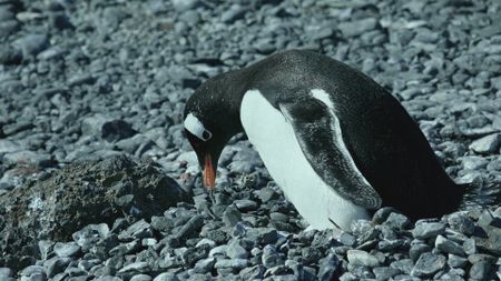 Gentoo penguin looking for nesting pebble in Antarctica. (Getty Images)