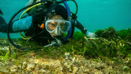 Dr. Crissy Huffard on SCUBA, observes an Algae octopus (Abdopus aculeatus) in her den.  (photo credit: National Geographic/Annabel Robinson)