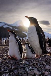 An Adult Gentoo with one older and one younger chick.  (credit: National Geographic/Bertie Gregory)