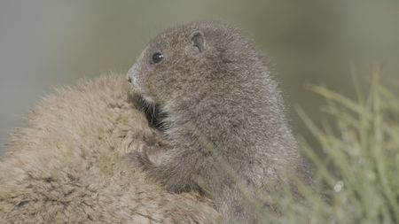 A newly emerged Olympic marmot pup plays on its mother's back in Olympic National Park.  (credit: National Geographic/Alex Cooke)