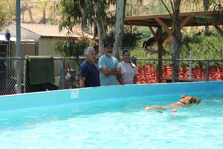 Cesar, Richard, and Vanessa watching Koko swim in a pool. (National Geographic)