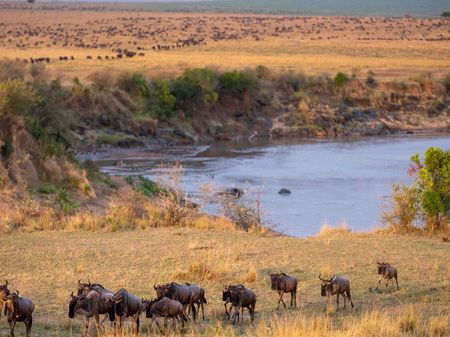A herd of wildebeest have successfully made it across the Mara River in Maasai Mara, Kenya. (National Geographic for Disney/David Chancellor)