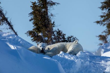 A polar bear cub yawns while sleeping next to its mom. (National Geographic for Disney/Henry Anderson-Elliott)
