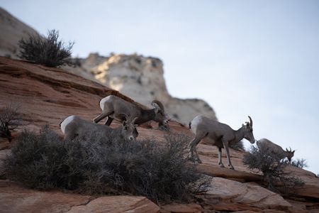 Bighorn sheep forage in Zion's red rock terrain.  (National Geographic/Jake Hewitt)