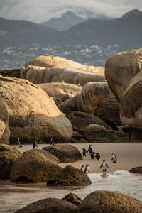 African Penguins on the beach, with large boulders around them.  (credit: National Geographic/Andres Cardona Cruz)