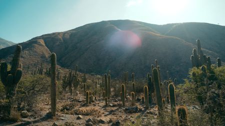 A view of the desert and mountains with cacti. (2023 BOG PEOPLE SEASON ONE INC.)