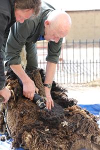 Charles Pol holds down one of the Merino sheep as Dr. Pol shears the sheep's wool at the Pol family's farm. (National Geographic)