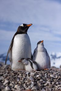 An adult Gentoo penguin standing on its nest with its two young chicks.  (credit: National Geographic/Bertie Gregory)