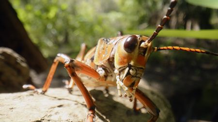 Unimpressive in flight, the lubber grasshopper crawls and climbs as its primary mode of travel. (credit: National Geographic/Mat Goodman)