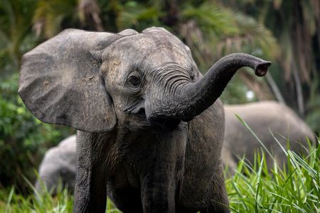 Forest elephants are much smaller in size compared to Savannah elephants, and their ears are an oval shape.  (National Geographic for Disney/Fleur Bone)