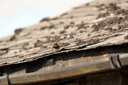 A barn swallow calls from a barn rooftop. (National Geographic for Disney/Imogen Prince)