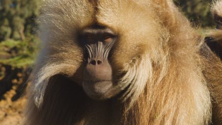 A close up shot of a gelada looking straight into the camera in Ethiopia. (Getty Images)