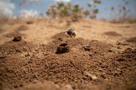 A globe mallow bee flies back to her ground nest after foraging.  (National Geographic/Jeff Reed)