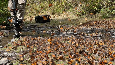 Crew filming monarch butterflies by a stream. (National Geographic for Disney/Imogen Prince)
