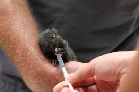 A wild baby squirrel takes a drink of water from a syringe. (National Geographic)