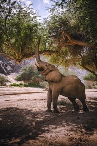 Bull elephant, Arnold, pulls off tree branches to feed upon and to share with the other herd. (National Geographic for Disney/Robbie Labanowski)