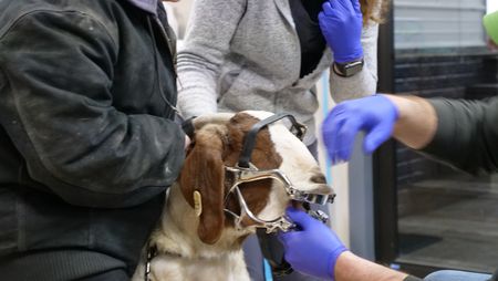 Owner Aurora Urwiler and Vet Tech Laurel Driver hold Adeline the goat while Dr. Ben Schroeder performs a dental exam. (National Geographic)