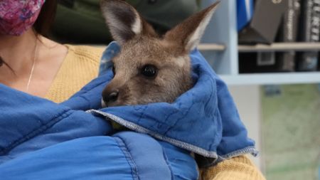 A joey being held. (EQ Media Group/Jackie Munro)