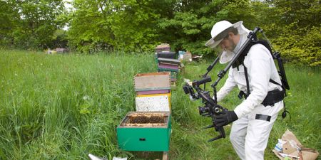 A cameraman in a beekeeping suit films the beehive. (Big Wave Productions)