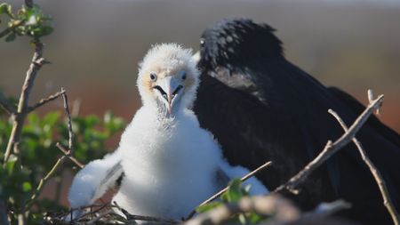 A frigatebird chick waits to be fed by its parent in the Galapagos Isles. (Getty Images)