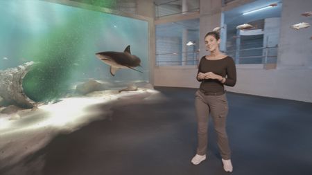 Dr. Diva Amon smiling to camera whilst a GFX Bull Shark circles behind her in the background of the shark studio lab. (National Geographic)