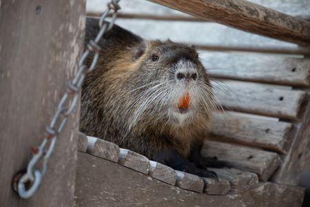 Nutira the beaver sitting on a porch swing. (Big Wave Productions)