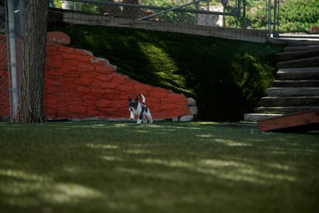 Oreo running at the DPC. (National Geographic)