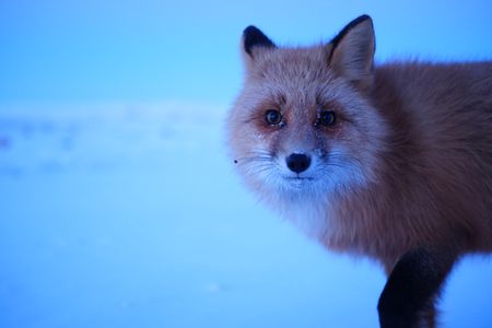 A fox near Sue Aikens camp. (BBC Studios Reality Productions, LLC/Jayce Kolinski)