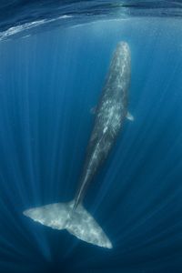 A large, male sperm whale underwater in the waters off of Sri Lanka. (Brian Skerry)