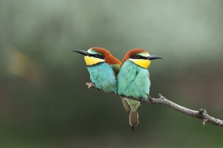 A Bee-eater couple perched together. (National Geographic for Disney/Alex Minton)