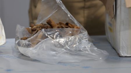 A bag of prohibited dried cow skins was placed on an inspection table after CBP officers discovered it in a shipped package at the JFK International Airport in New York. (National Geographic)