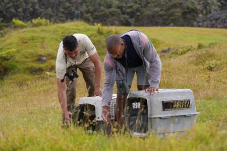 Biologist Raymond McGuire and Christian Cooper release rehabilitated Nēnē at the Hawaii Island Nēnē Sanctuary. (National Geographic for Disney/Troy Christopher)
