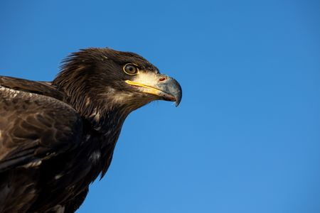 A juvenile bald eagle looks out. (National Geographic for Disney/Maia Sherwood-Rogers)