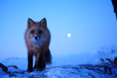 A fox in the moonlight at Kavik River Camp. (BBC Studios Reality Productions, LLC/Lauren 'Bird' Dixon)