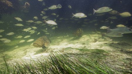 An endangered goliath grouper grows up in a mangrove nursery of Everglades National Park. (credit: National Geographic/Tom Fitz)