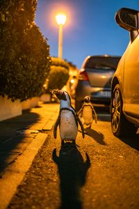 Two African Penguins next to parked cars in the early evening.  (credit: National Geographic/Andres Cardona Cruz)